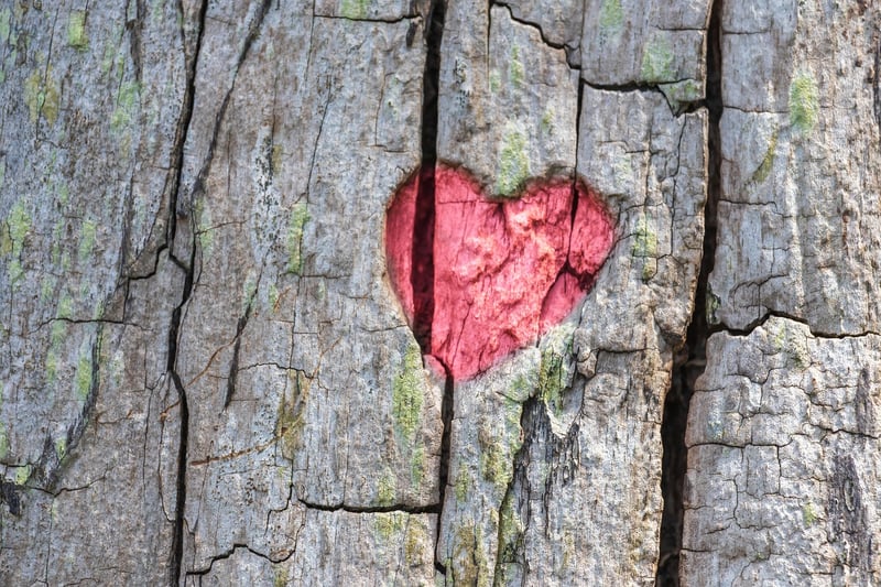 Forest Image